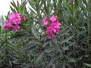 Nerium Oleander